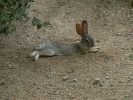PICTURES/Rabbits/t_Bunny reclining.JPG